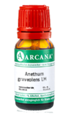 ANETHUM graveolens LM 28 Dilution